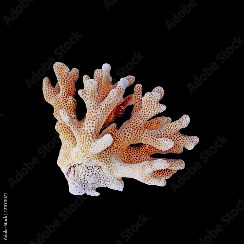 colr coral isolated on black background 