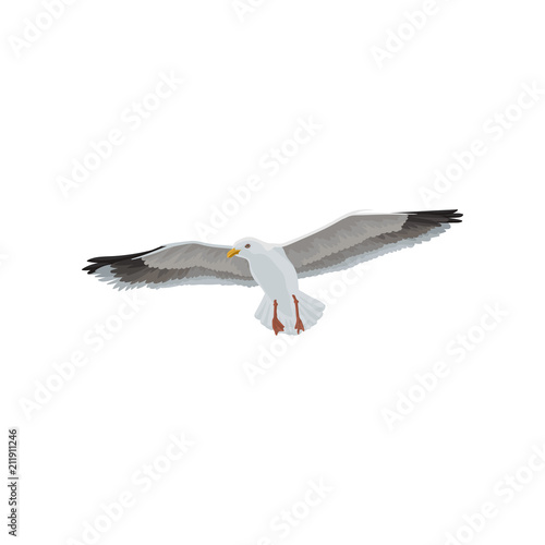 Seagull soaring in the sky, gray and white sea bird vector Illustration on a white background