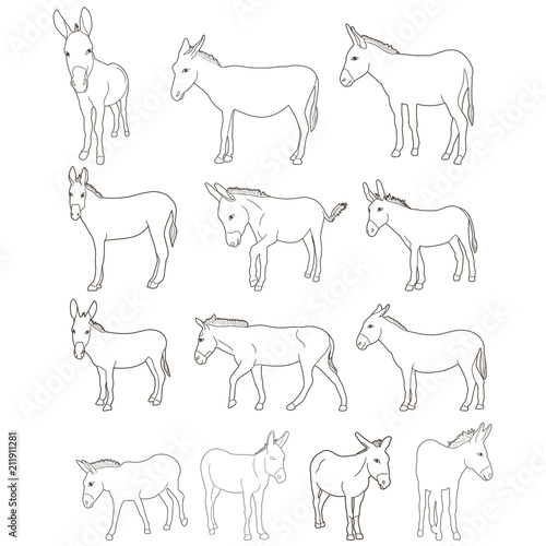 vector, isolated donkey sketch set