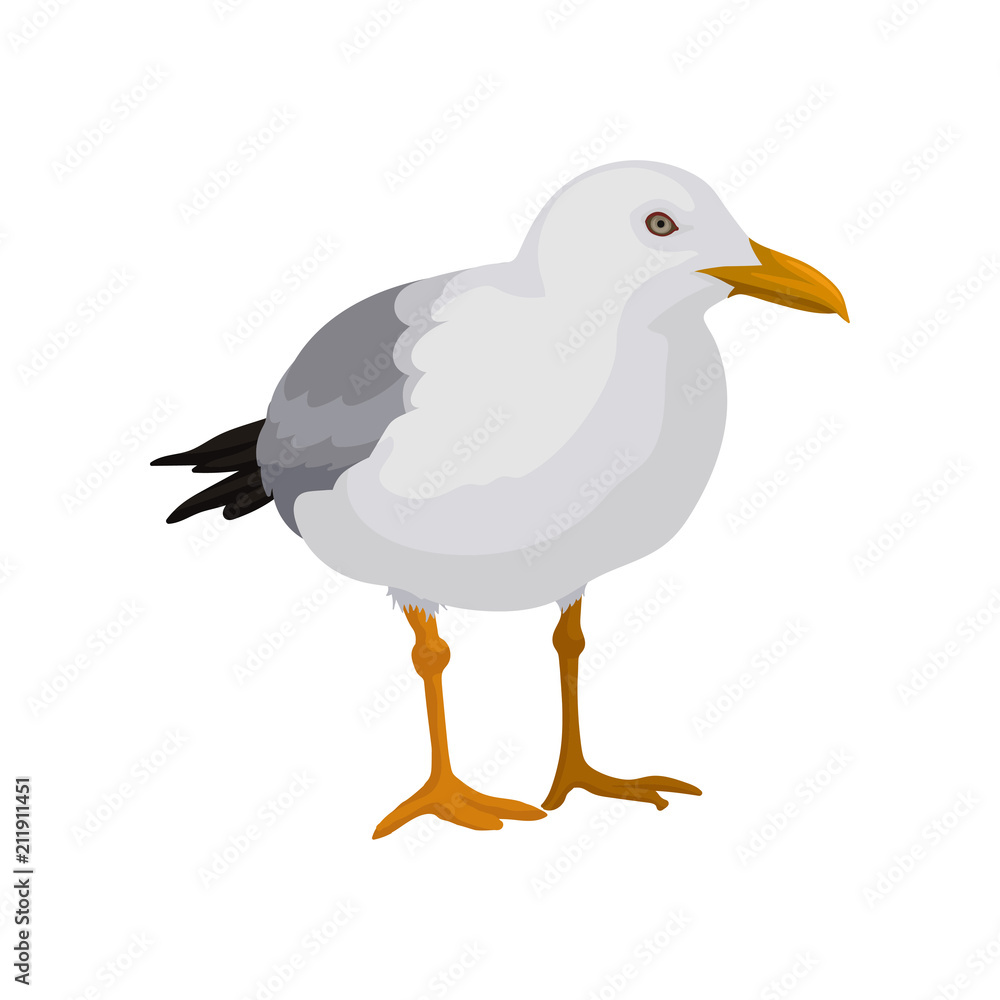 Obraz premium Seagull standing, gray and white sea bird vector Illustration on a white background