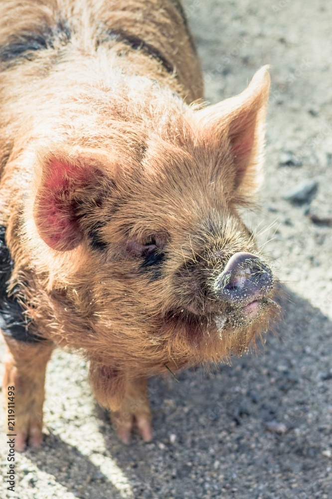 The kunekune, is a small breed of domestic pig from New Zealand. The kunekune, is a small breed of domestic pig from New Zealand.