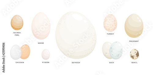 Collection of eggs of various farm birds covered with eggshell isolated on white background - ostrich, chicken, goose, pigeon, guineafowl, duck, turkey, pheasant, quail. Realistic vector illustration.