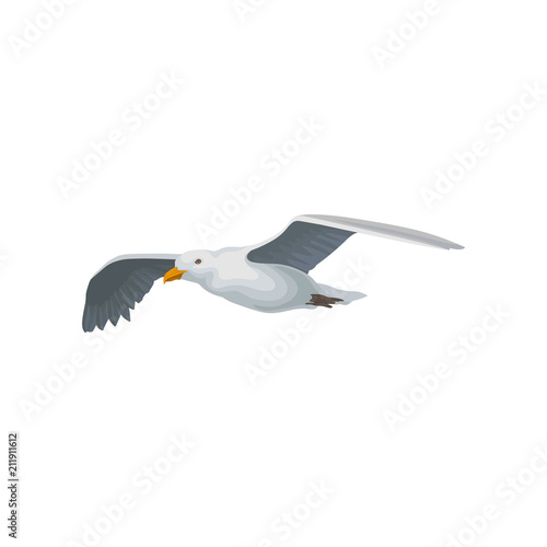 Seagull flying in the sky, gray and white sea bird with wings spread vector Illustration on a white background