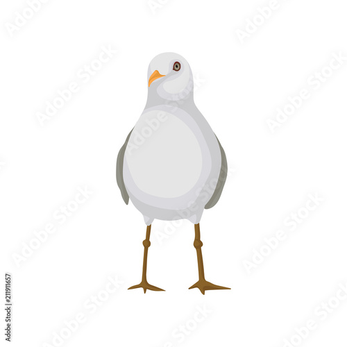Seagull, gray and white sea bird, front view vector Illustration on a white background