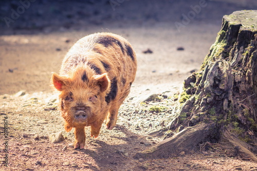 The kunekune, is a small breed of domestic pig from New Zealand. photo