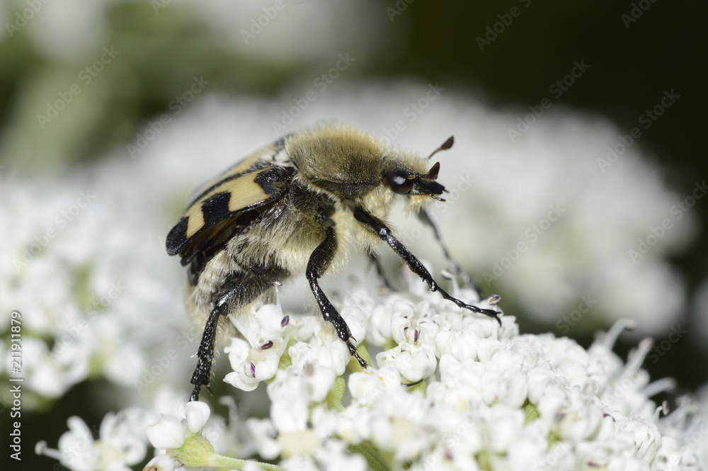 black and yellow shaggy beetle black and yellow shaggy beetle