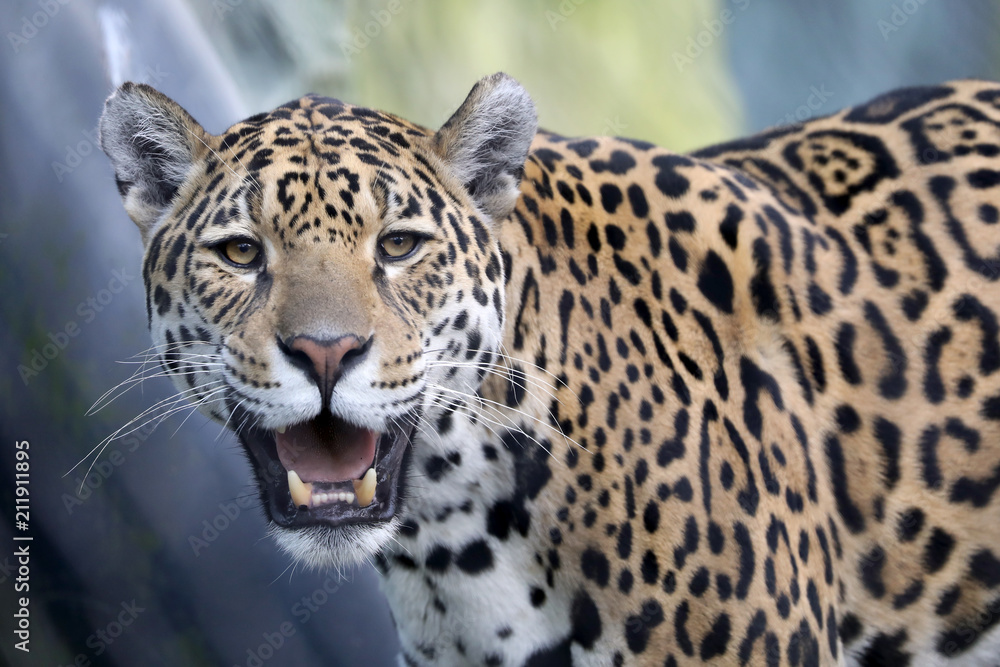 Fototapeta premium Jaguar close-up portrait