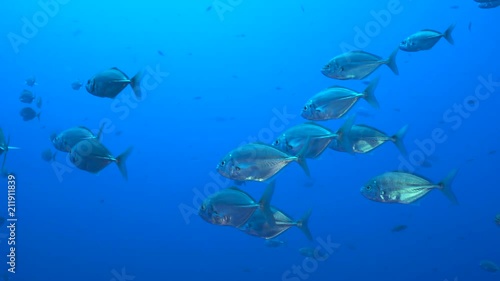 School of tropical fish, Socorro - Whitetongue jack, Uraspis helvola photo