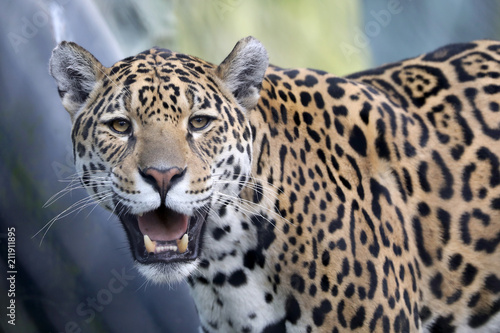 Jaguar close-up portrait © Edwin Butter
