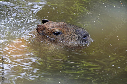 A Capybara in the water