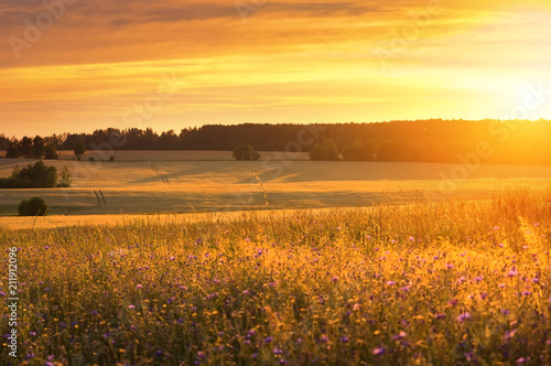 Colorful rural landscape. Wheat field with wildflowers and beautiful the sunset.
