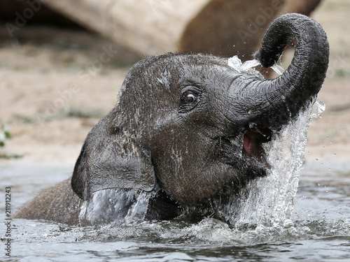 Obraz na płótnie Young Indian Elephant in the water w salonie