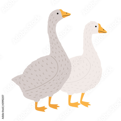 Adorable goose and duck isolated on white background
