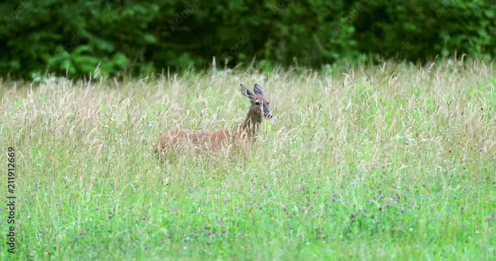 Portrait of a beautiful deer in a grass field. Portrait of a beautiful deer in a grass field.