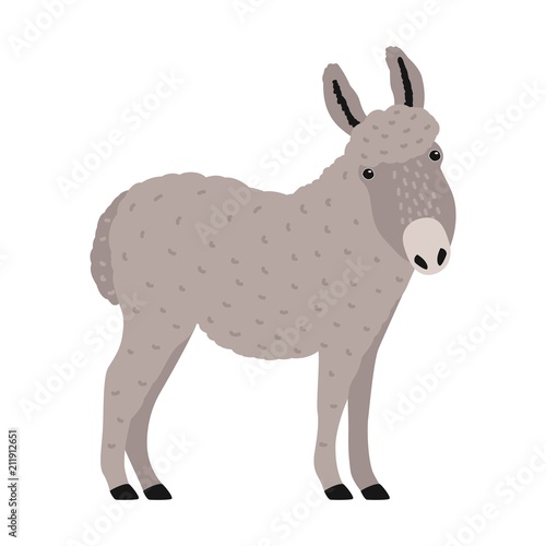 Amusing grey donkey, ass or burro isolated on white background
