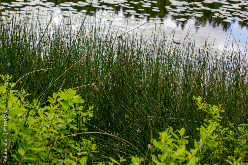 Fototapeta premium grass on lily pad lake