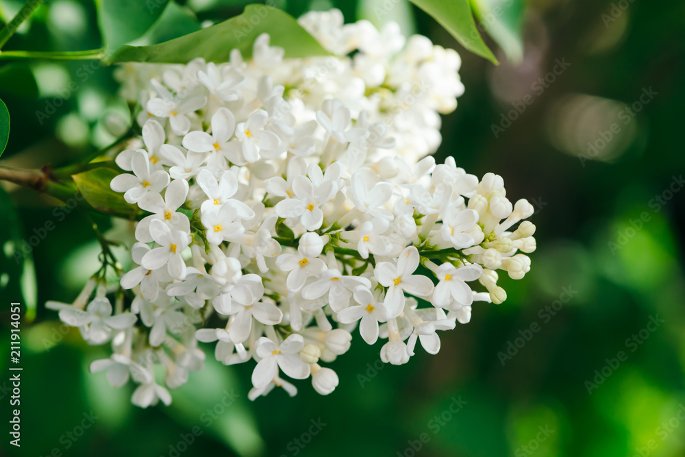 Flowers and buds of lilac blooming on branch on background of greenery close up. Beautiful white syringa with yellow middle in macro with copy space. Spring flowering artwork. Flowers and buds of lilac blooming on branch on background of greenery close up. Beautiful white syringa with yellow middle in macro with copy space. Spring flowering artwork.