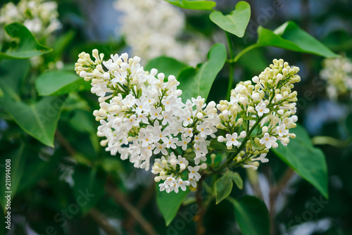 Flowers and buds of lilac blooming on branch on background of greenery close up. Beautiful white syringa with yellow middle in macro with copy space. Spring flowering artwork.