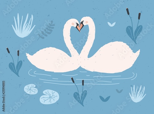 Couple of white swans floating together in water of pond or lake among plants...