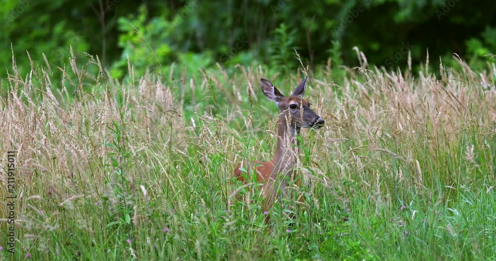 Portrait of a beautiful deer in a grass field. Portrait of a beautiful deer in a grass field.