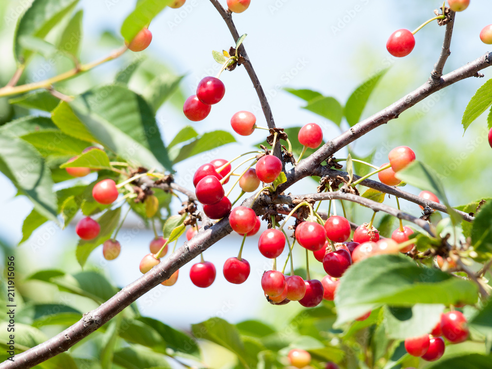 Cherries on the tree in the garden in sunny summer day Cherries on the tree in the garden in sunny summer day