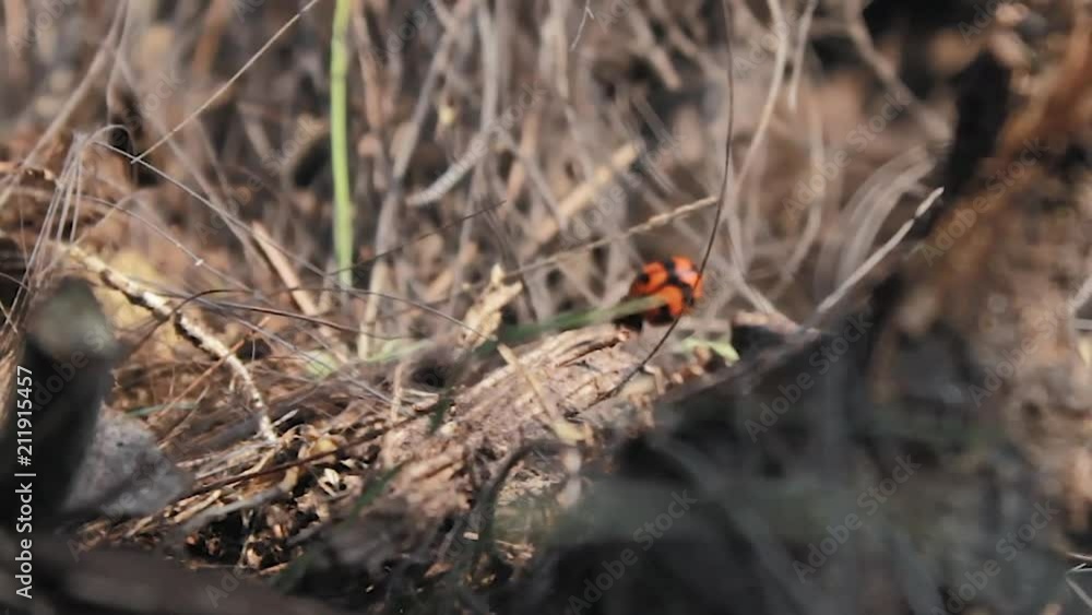 Lady bug running through twigs. Lady bug running through twigs.