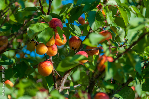 fresh apricots hanging on tree