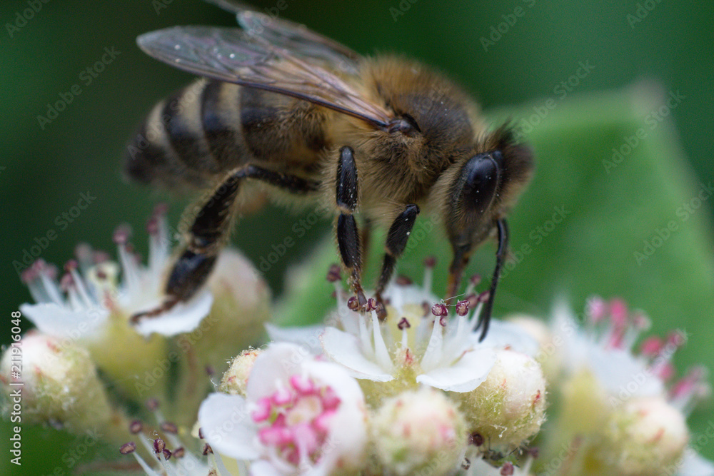 Bee Bee
