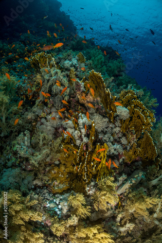 Fototapeta Naklejka Na Ścianę i Meble -  Coral garden in the red sea