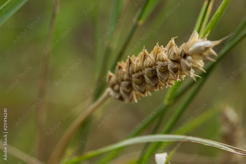 Naklejka premium Spiga di grano in campo coltivato