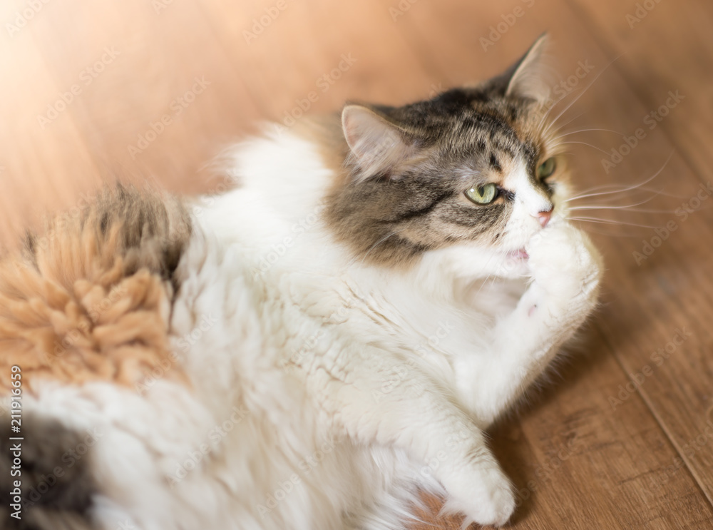 Naklejka premium three color Cat is licking their feet and lying on parquet floor. washing facilities