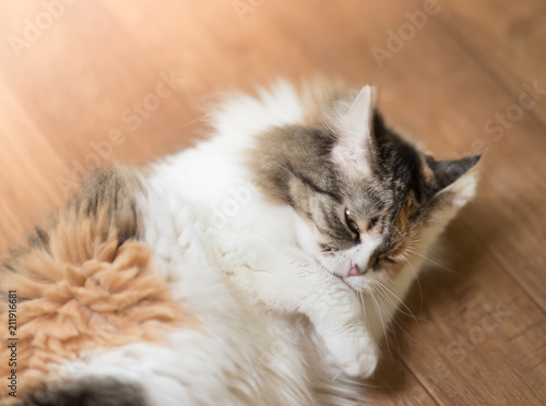 three color Cat is licking their feet and lying on parquet floor. washing facilities © Mak