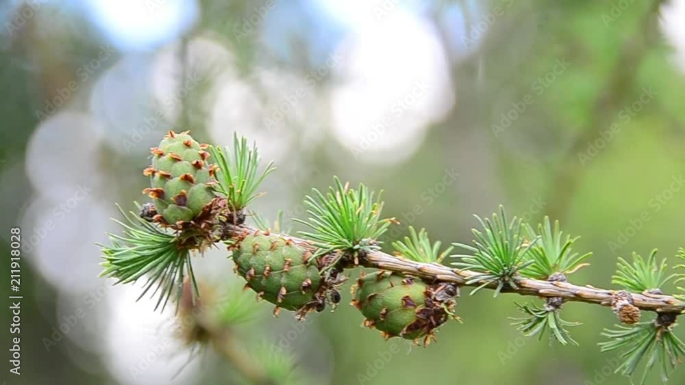 Larix decidua, European larch, bumps, young, branch Larix decidua, European larch, bumps, young, branch