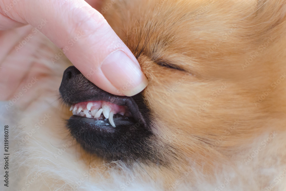 disturbance of teeth changes in dogs of small breeds, puppy pomeranian spitz with two rows of