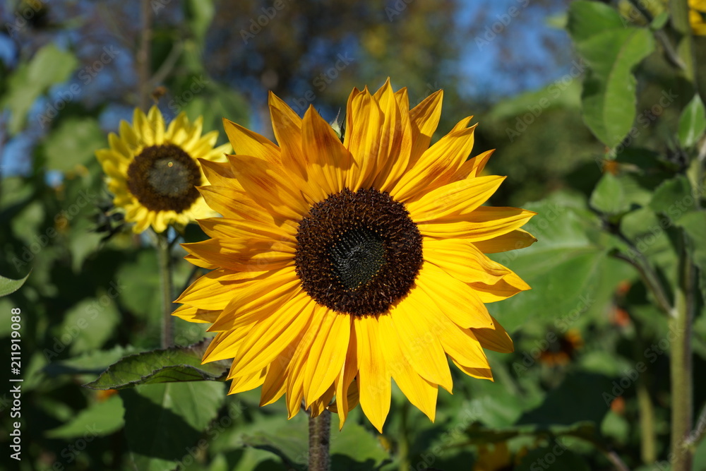 Sonnenblume im Licht Sonnenblume im Licht