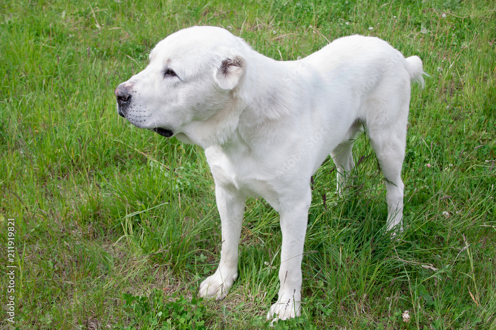 Central Asian Shepherd Dog is standing on a green meadow. Central Asian Shepherd Dog is standing on a green meadow.