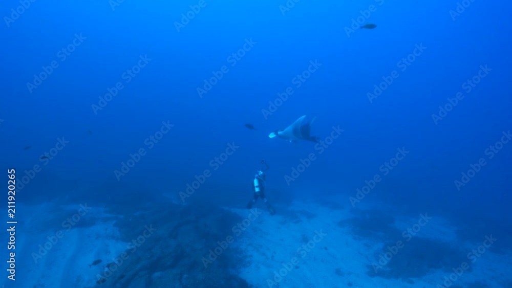 Giant manta ray with a scuba diver - Socorro, San Benedicto island Giant manta ray with a scuba diver - Socorro, San Benedicto island