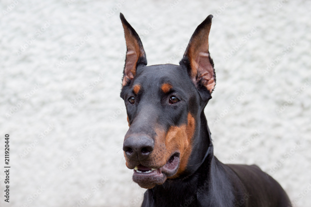 Portrait of a cute doberman pinscher. Isolated on a gray background.