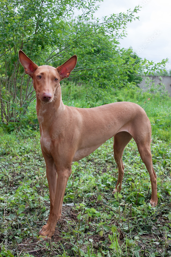 Pharaoh hound is standing on a green meadow.