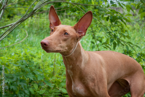 Cute pharaoh hound close up. Hunting dog. © tikhomirovsergey