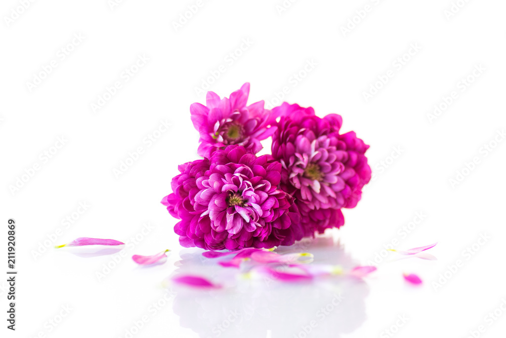 bouquet of beautiful chrysanthemums bouquet of beautiful chrysanthemums