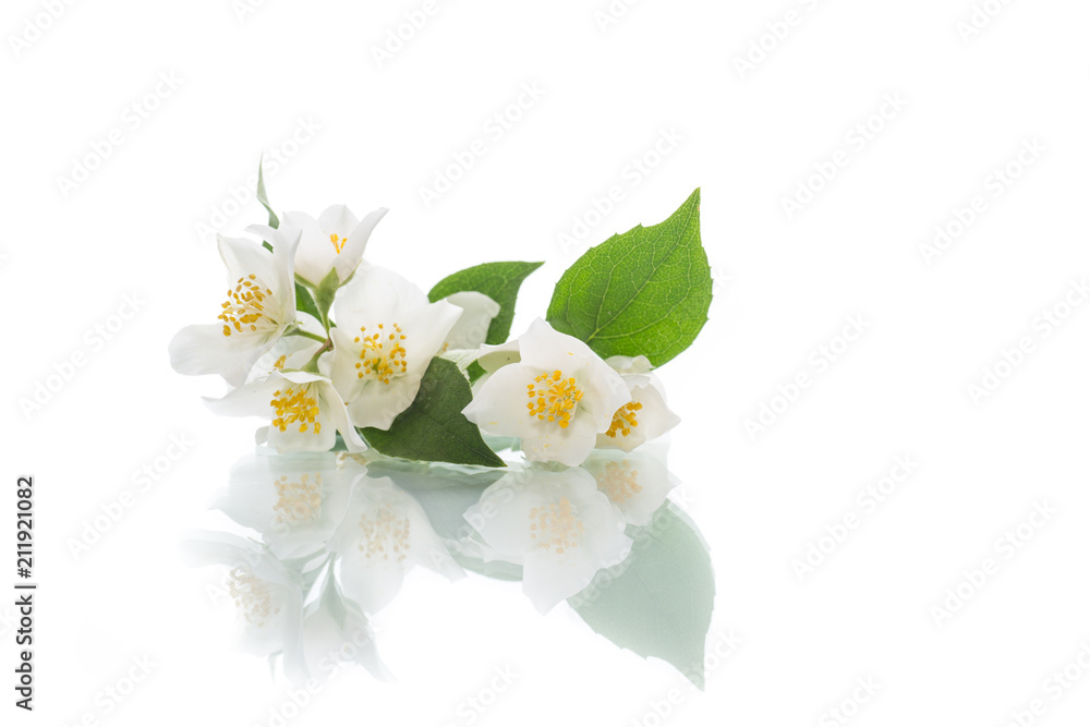 blossoming jasmine flowers