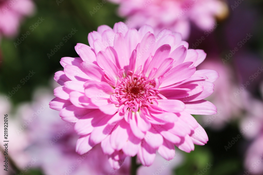 Pink Marguerite daisy flower in the garden Pink Marguerite daisy flower in the garden