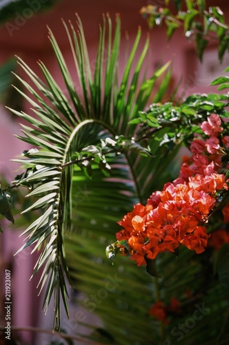 sheet palm summer flower red nature garden