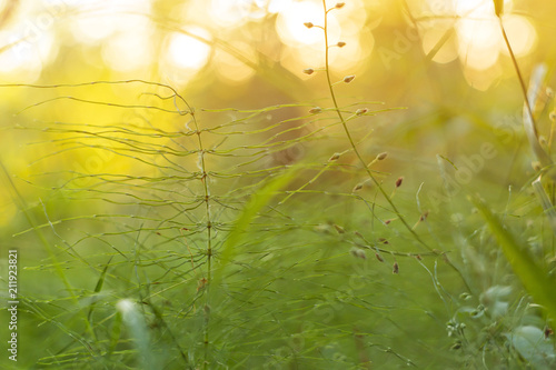 Summer  spring grass plants in sunlight  abstract yellow green nature background. Blur  bokeh  macro