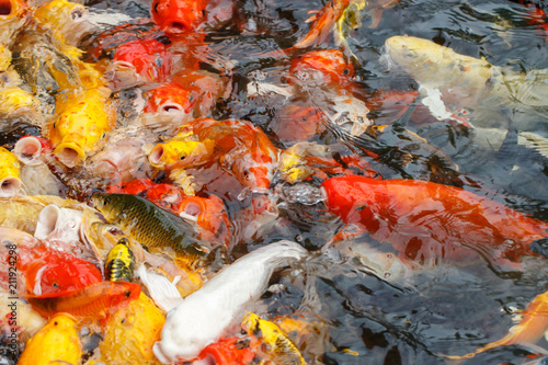 Beautiful fancy carp or koi fish are swimming in the pond