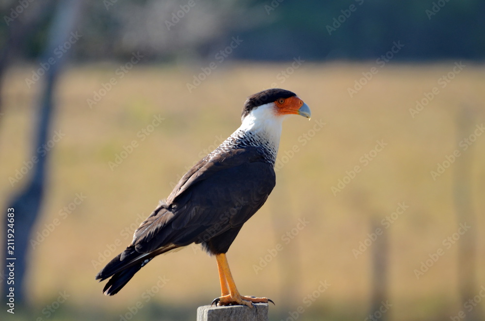 Fototapeta premium Crested Caracara en route to Corcovado National Park, Costa Rica 