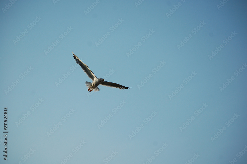seagull seagull