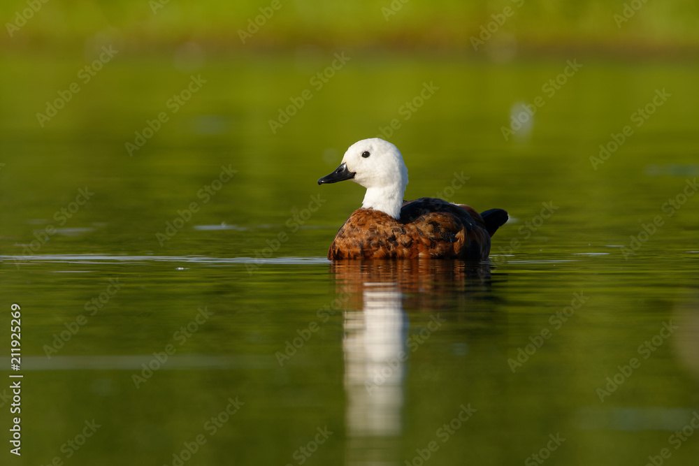 Paradise Shelduck - Tadorna variegata - putangitangi in the water in New Zealand Paradise Shelduck - Tadorna variegata - putangitangi in the water in New Zealand
