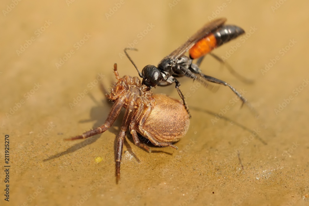 Spider wasp (Priocnemis vulgaris) attacking spider Spider wasp (Priocnemis vulgaris) attacking spider